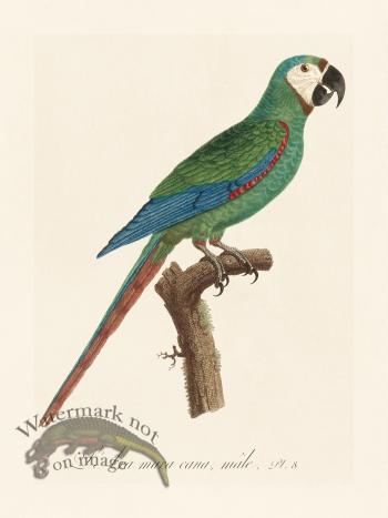 Barraband Parrot 008